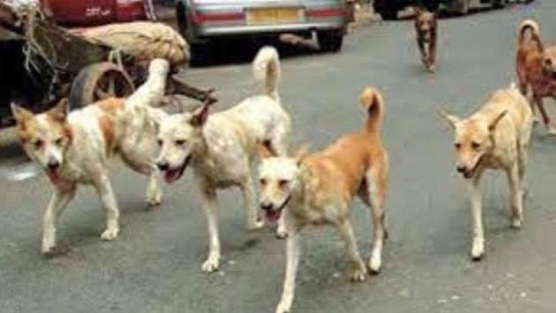 Kataragama dog population control drive