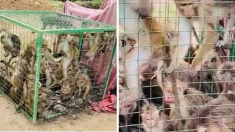 AWC alleges severe animal cruelty in Thumpane