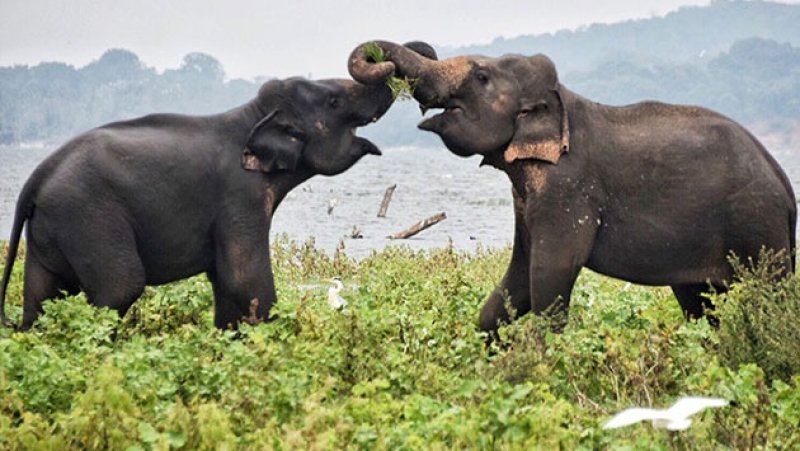 Rise in young male elephants fueling increased conflict