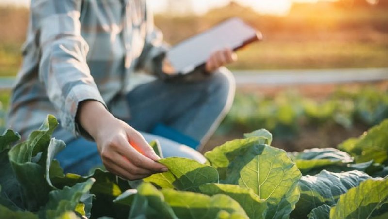 Farmers blame wrong agriculture sata for market losses