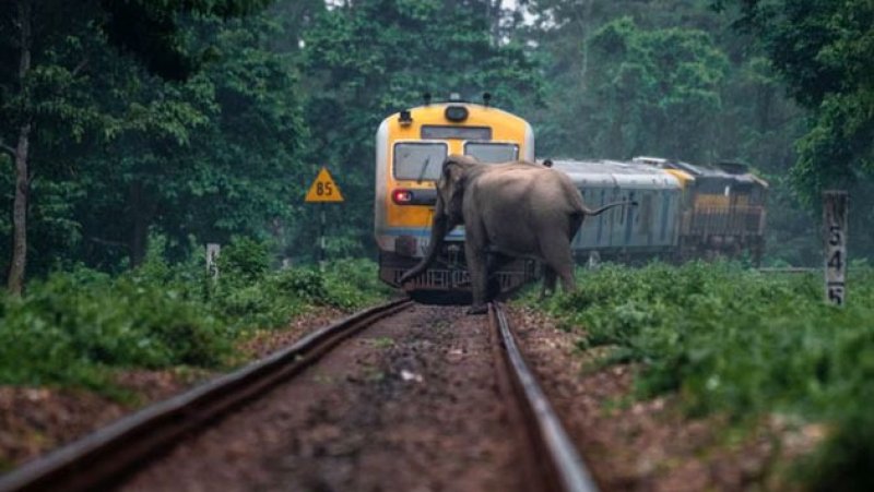 Daytime operation of night mail trains to protect elephants