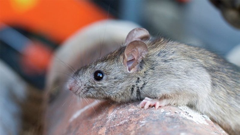 Flood-affected residents advised to get free Leptospirosis