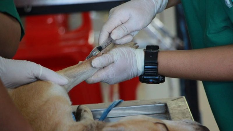 Veterinary teams deployed to treat animals