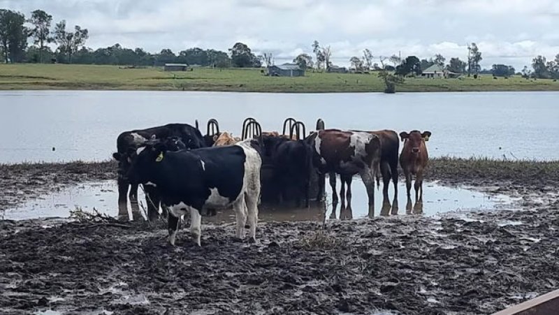 Mobile veterinary clinics to assist flood-affected livestock
