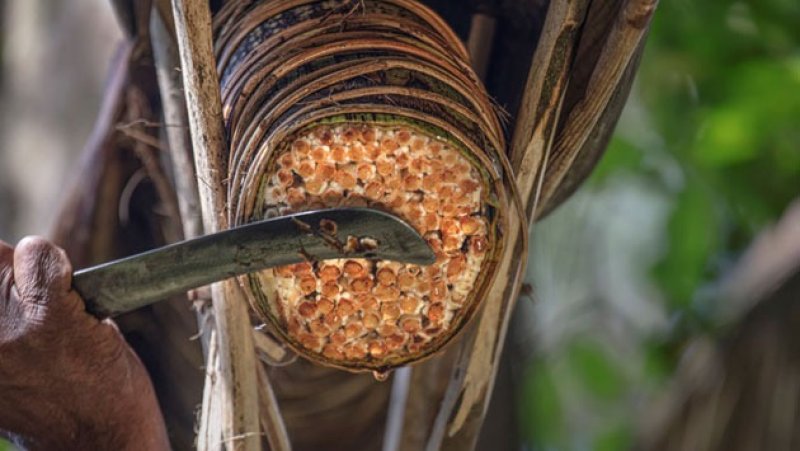 UNESCO recognizes Sri Lanka&rsquo;s traditional Kithul tapping