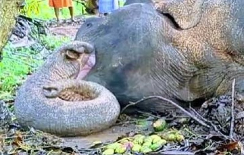 Three arrested over brutal killing of wild elephant