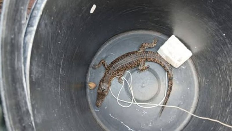 Authorities crack down on illegal baby crocodile trade