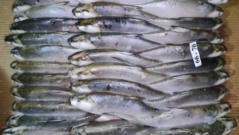 Cabinet approves tariff relief on milk fish imports