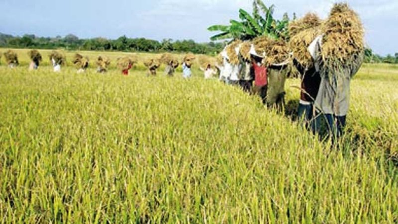 Government assures stable rice prices