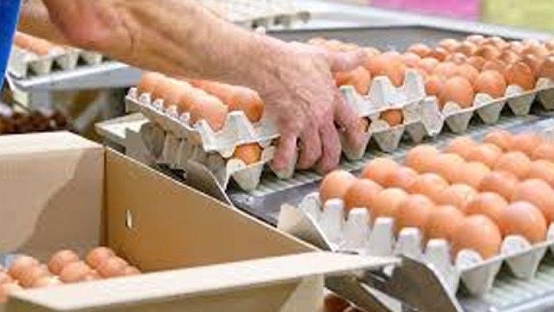 Egg producers warn of looming crisis as prices fall