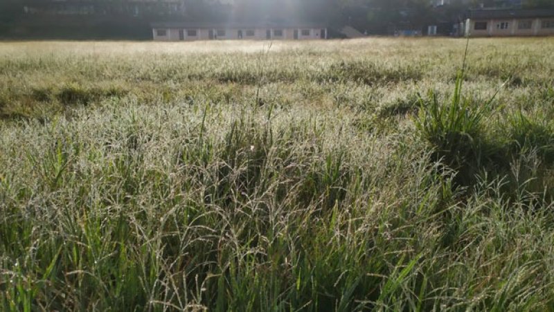 Frost hits western slopes of Central Hills after cyclone