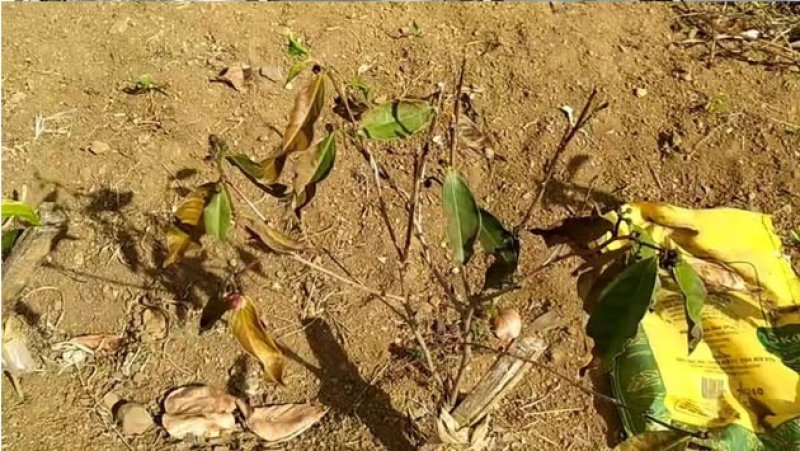 Frost and heavy rains damage crops in Nuwara Eliya