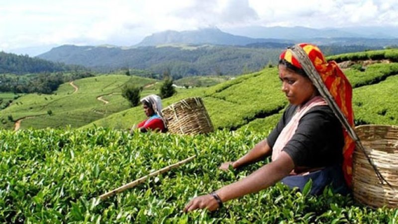 Estate workers&rsquo; salary increase agreement to be signed today