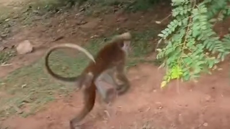 Wild animals rehabilitated and released into Yala park