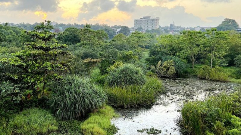 Wetland conservation undermined by unchecked development