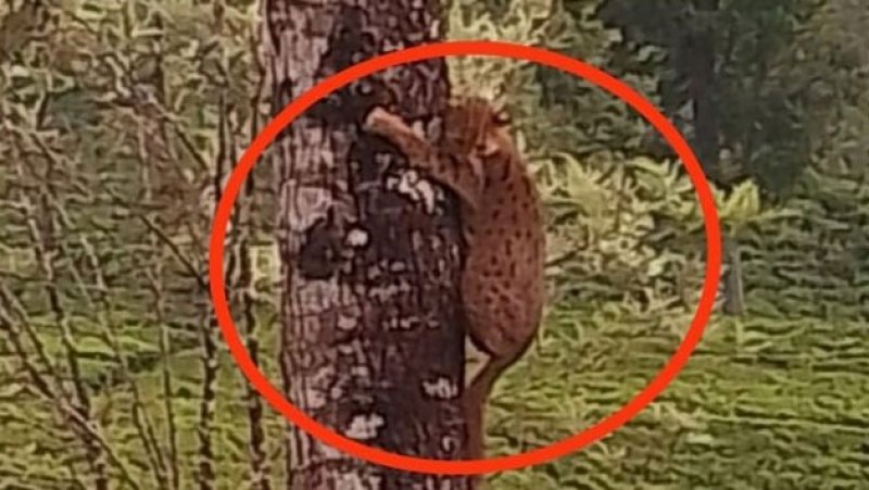 Leopard cub sighting in Bogawantalawa