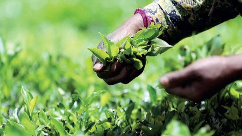 Sri Lanka aims for 10&ndash;12% tea production growth in 2026