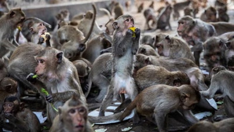 Site selected for Sri Lanka&rsquo;s first monkey detention centre 