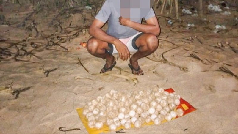 Suspect arrested with 108 turtle eggs in Balapitiya