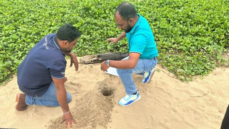 Urban beaches see early start to turtle nesting season