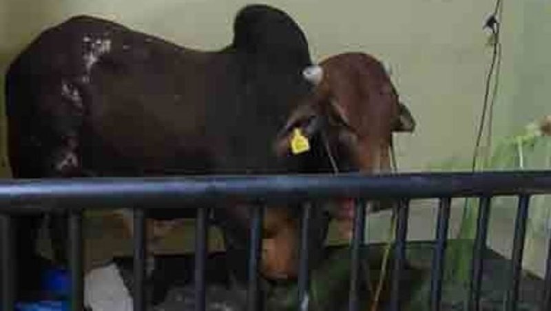 Seven high-quality Sahiwal Bulls imported from Pakistan