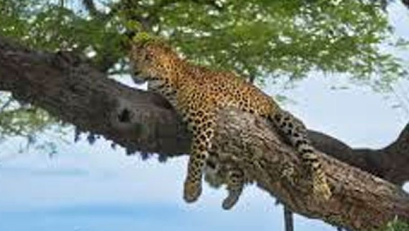 Leopard Ritta confirmed safe amid anti-poaching operations