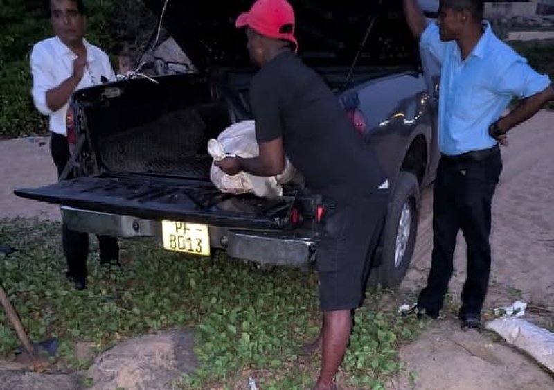 Three arrested for killing seven turtles 