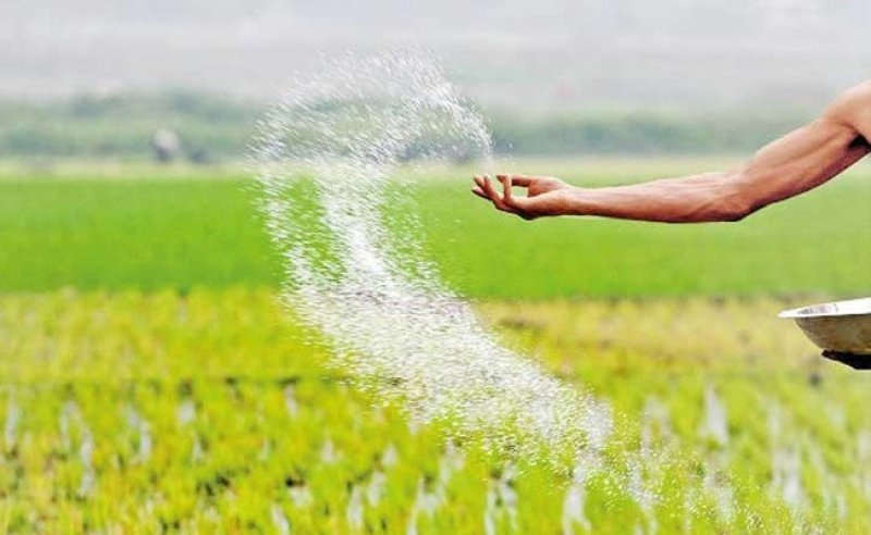 Urea fertilizer to be issued only for paddy cultivation 