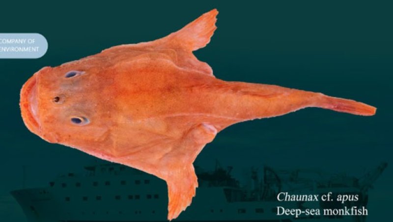 Sri Lankan waters reveal dozens of rare new fish species
