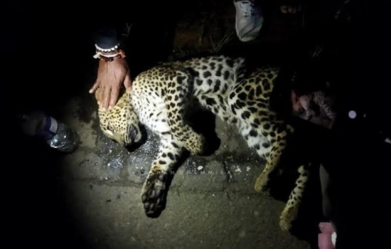 Hill country leopard cub killed in hit-and-run 