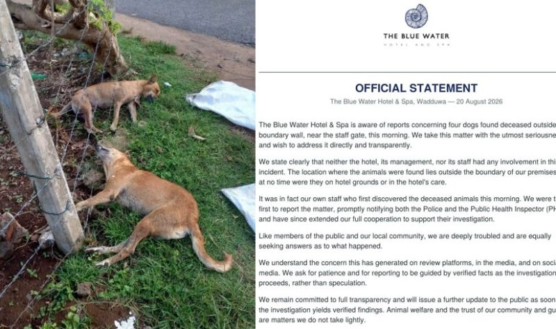 &ldquo;Who killed the dogs?&rdquo; Blue Water Hotel denies involvement