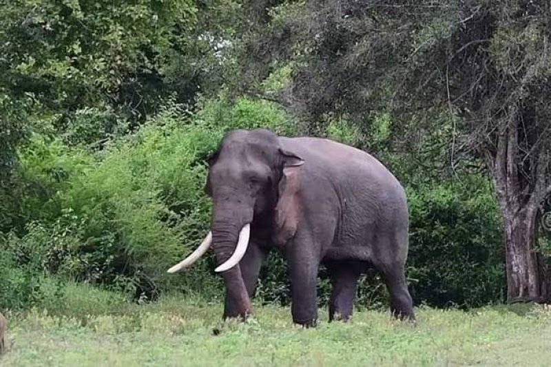 Post-mortem examination underway on tusker Kavantissa