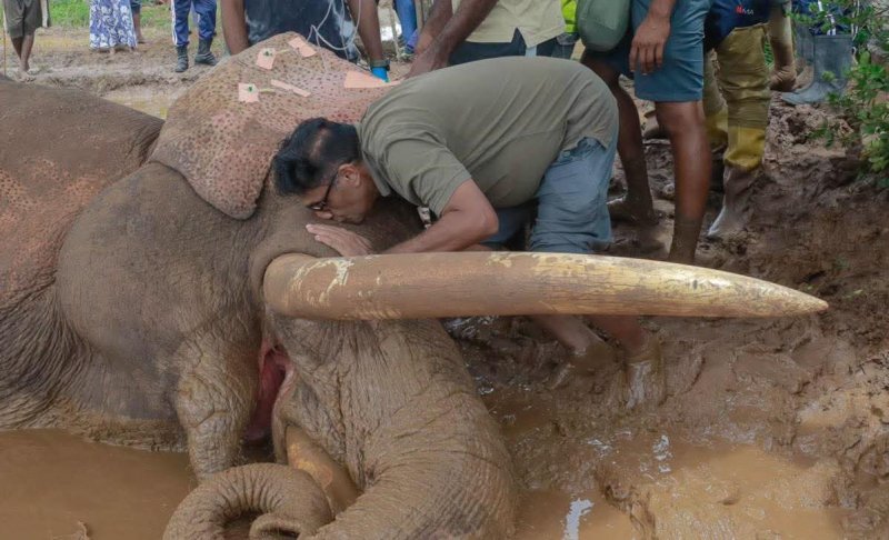 Sajith expresses concern over death of tusker Kavantissa
