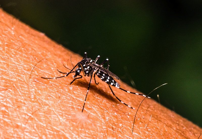Dengue cases in Sri Lanka top 82,000