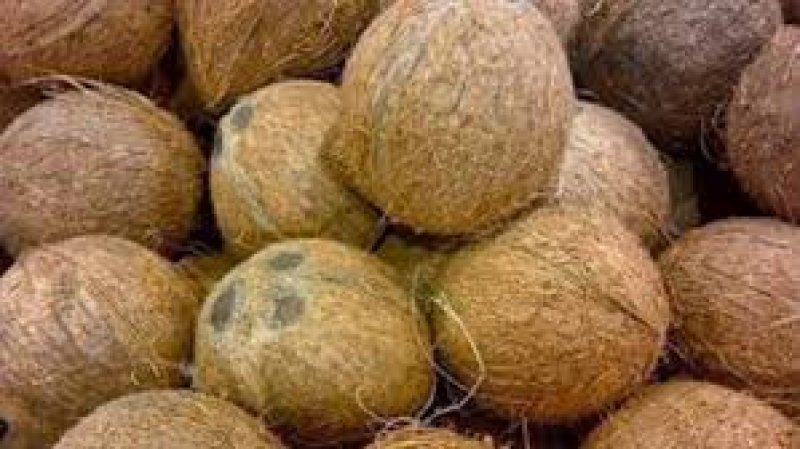 Sathosa to Double Daily Coconut Sales starting Tomorrow