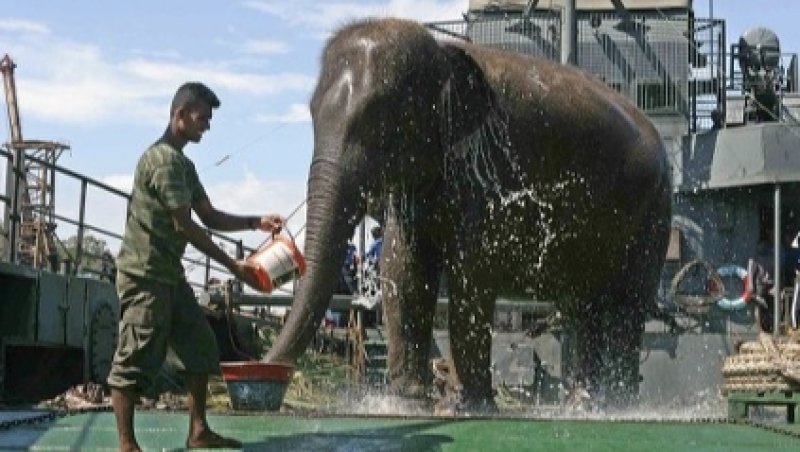 Elephant 'Menika' of Temple passes away 