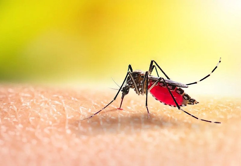 Dengue cases to surge amid showers in Sri Lanka