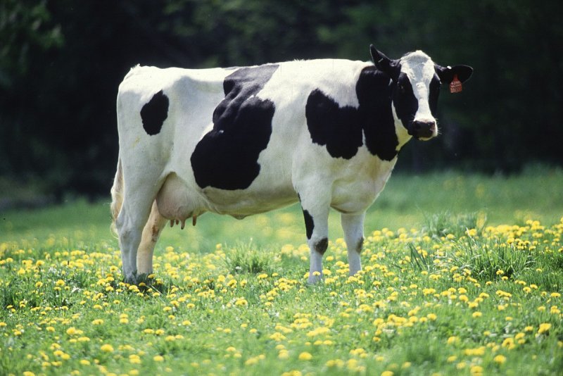 Cabinet Approves Import of  Dairy Cattle