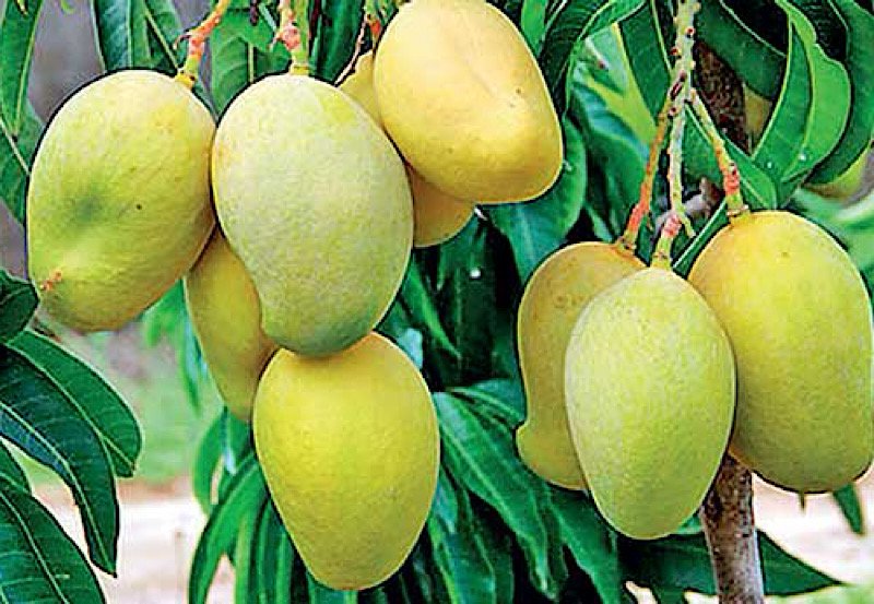 Sri Lanka celebrates record mango harvest