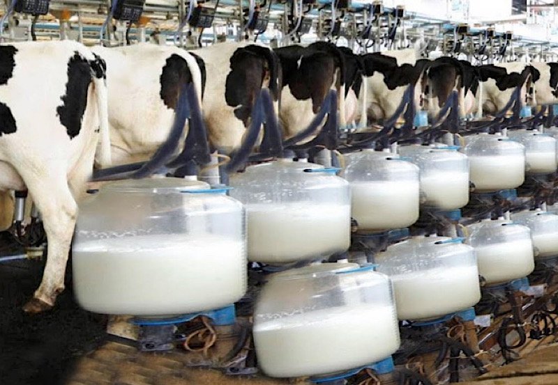 Sri Lanka's dairy industry grapples with crisis