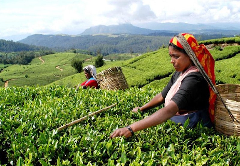 Sri Lanka's tea prices experience fluctuations