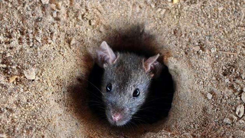 Health Ministry warns Rise of Rat Fever in Northern Province