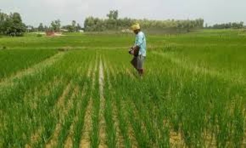 Worm Infestation worsens Crisis for Farmers