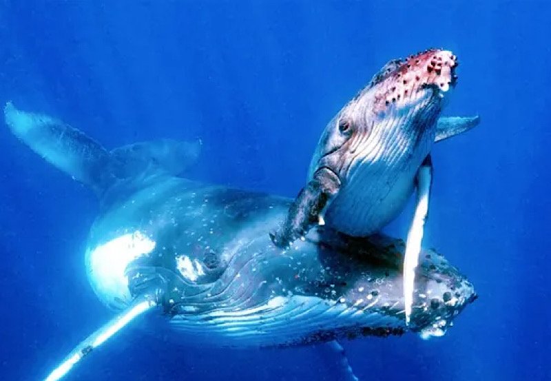 One in five of migratory species at risk of extinction - UN 