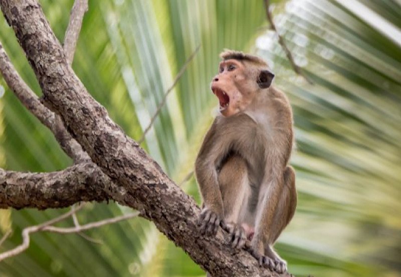 Sri Lanka to use air rifles to combat toque monkey menace
