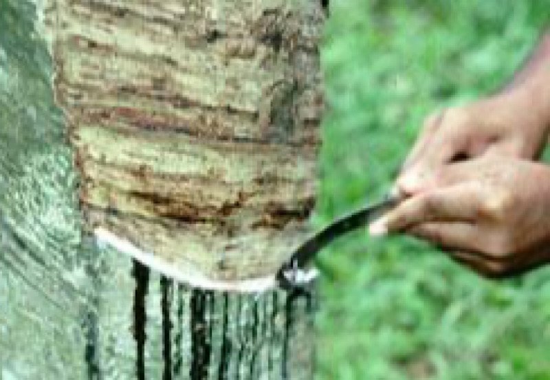 Rubber tappers awarded NVQ-3 certificates in Sri Lanka