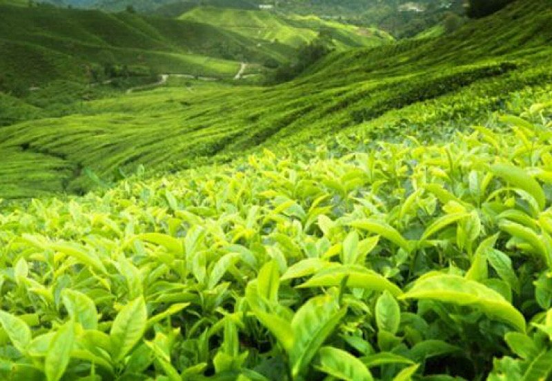 Sri Lanka's tea prices surge across elevations