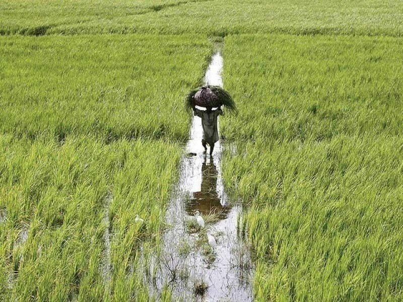 Flood Damaged Crop Compensations to be Paid on January End