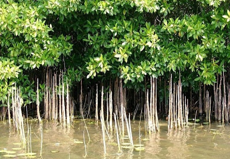 Sri Lanka wins UN Award for Mangrove Restoration