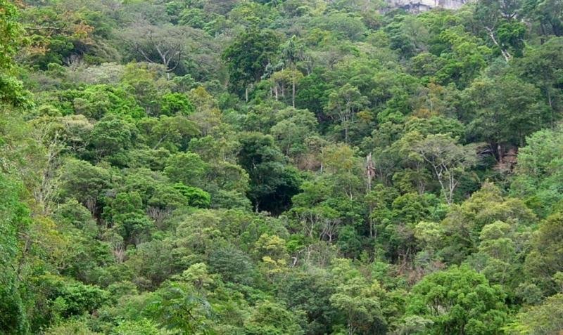 Five More Forests to Be Declared Protected Reserves
